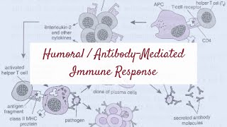 Humoral  AntibodyMediated Immune Response  Helper T Cells amp B Cells Plasma Cells Immunity [upl. by Ytsirc]