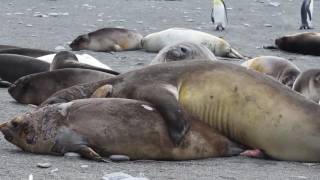 Elephant Seals Fighting and stuff [upl. by Ioab]