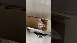 GATINHO X CAIXA DE PAPELÃO📦 gatos gato gatosfofos gatosengraçados gatofofo gatinho gatinhos [upl. by Eelik539]