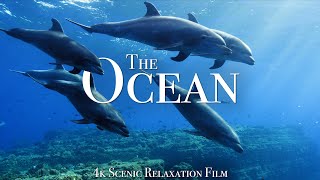 The Ocean 4K  Scenic Wildlife Film With Calming Music [upl. by Nawd597]