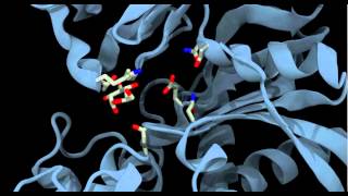 Glucokinase conformational change and binding [upl. by Okoyik]