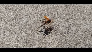 Huntsman Spider Wasp vs Wolf Spider [upl. by Affrica921]