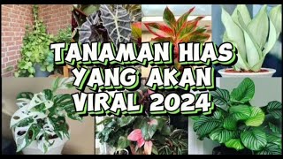 Tanaman Hias Viral 2024 tanaman tanamanhias tanamanviral [upl. by Arlen]