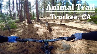 Animal Trail  Truckee CA [upl. by Anahsohs]