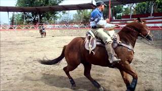 Precioso caballo charro RIENDA COMPLETA DE CALA en venta [upl. by Llevert]