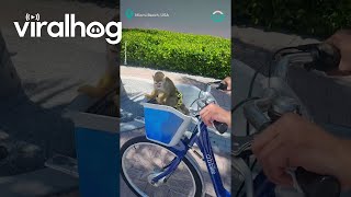 Monkey Rides In Bike Basket  ViralHog [upl. by Puna816]