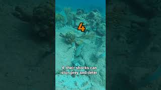 5 Shocking Facts About Electric Eels ⚡🐟 [upl. by Medlin]