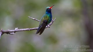 HDObservations  BroadBilled Hummingbird 4K UHD [upl. by Landry]