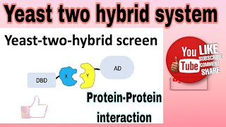 Yeast two hybrid assay  proteinprotein interaction yeast two hybrid assay [upl. by Healy]