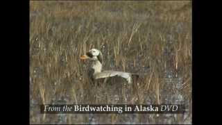 Birdwatching in Alaska [upl. by Nivak649]