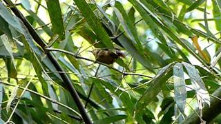 Russet Antshrike [upl. by Newmark]