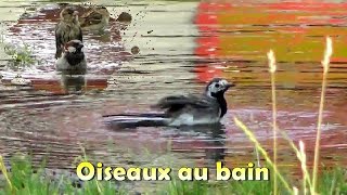 MOINEAU BERGERONNETTE  Bain dans une flaque deau [upl. by Ariamoy]