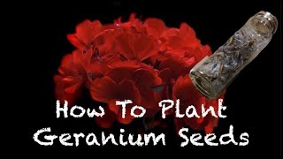 How To Plant Geranium Flower Seeds  Simple Appalachian Homestead [upl. by Robison]