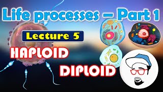 Haploid VS Diploid  Life processes in Living Organisms Part 1 Class 10 SSC CBSE [upl. by Tali]