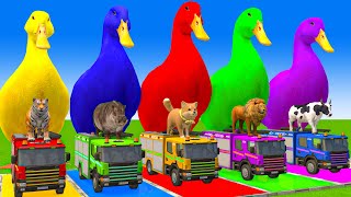 5 Giant Duck CartoonCowMammothDogTRexLionTiger Paint Wild Animals Crossing Fountain Animation [upl. by Danialah356]