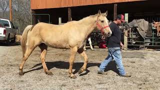 Sold 227 16 yr old 151h palomino QH mare 750 Deadline 3824 [upl. by Fanni374]