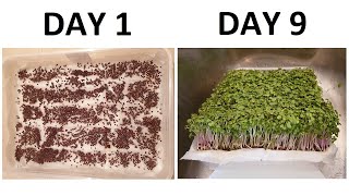 GROW MICROGREENS on paper towel in water seed to harvest FULL GUIDE fast clean easy rich [upl. by Ibbetson]