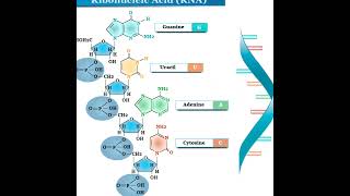 THE RIBONUCLEIC ACID [upl. by Nodnelg]