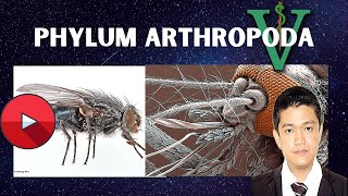 VET PARA 1  Phylum Arthropoda Part 1  Chapter 3 [upl. by Rolfston]