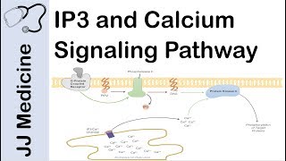 Inositol Triphosphate IP3 and Calcium Signaling Pathway  Second Messenger System [upl. by Meri]