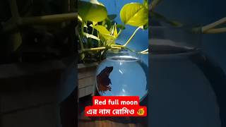 Red full moon এর নাম রোমিও 🐠shorst subscribe viralshort highlights tending [upl. by Zusman]