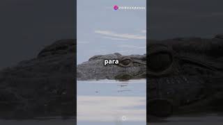 Descubra o Fascinante Mundo dos Crocodilos em 60 Segundos 🐊 [upl. by Orpah656]