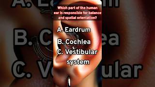 Human ear  Ear functionalities  how the human ear listens to the sound  shortsfeed quiz [upl. by Yanahc581]