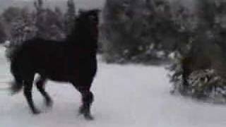 Snow Day for our young percheron horse [upl. by Yesoj755]