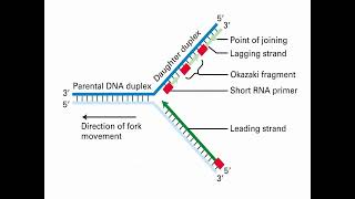 Process of DNA Replication and Synthesis [upl. by Liban]