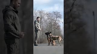 k9 dog dogsoftiktok tactical dogtrainer trending viralvideo [upl. by Aidyl]