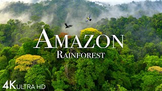 Amazon 4k  The World’s Largest Tropical Rainforest Part 2  Jungle Sounds  Scenic Relaxation Film [upl. by Eisset]