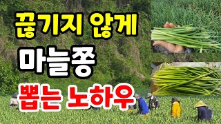 홍산 마늘쫑 뽑는 3가지 방법 만평 농가는 이걸로 뽑습니다마늘쫑 기구없이 잘 뽑는법 홍산마늘쫑 [upl. by Herv]