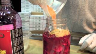 How To Brine Shrimp [upl. by Jennee]