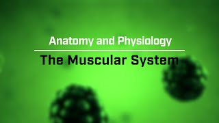 The Muscular System [upl. by Olsewski]