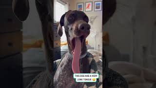 Yawning Dog Shows Off Incredibly Long Tongue 🤣 🎥 Stephanie Cicciarelli via ViralHog [upl. by Neil295]