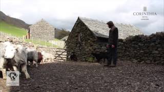 Herdwicks lambing season 2014 [upl. by Free775]