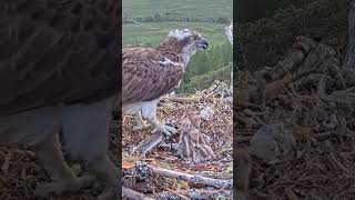 P209 Review birds nest life mom birds brings food to feed her babies in their nest birdslover [upl. by Latoniah132]