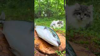 Yellowtail Fish with honey mustard  Forest cooking food cooking forestcooking [upl. by Aneleiram596]