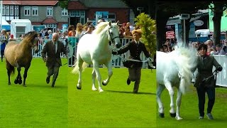 Dublin Horse Show Connemara Stallion Parade RDS 2014 [upl. by Butta66]