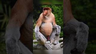 The proboscis monkey facts ytshorts shortsreels trendingnow animals [upl. by Fazeli]