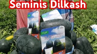 Ice box watermelon seminis Dilkash [upl. by Alasteir]