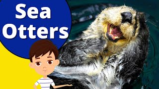 Cutest Sea Otters Facts [upl. by Merchant115]