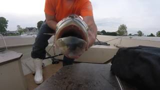 Navesink River NJ Topwater bluefishing [upl. by Petta]