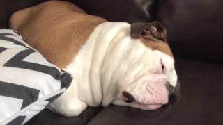 Bulldog Snoring makes Funny Noises [upl. by Heller50]