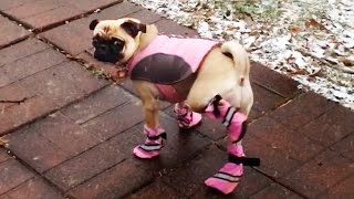 Dogs Try Booties For The First Time [upl. by Aicenev]