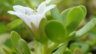 Memory Booster Brahmi Bacopa monnieriand its medicinal uses [upl. by Ekralc51]