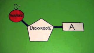 331 Outline DNA Nucleotide Structure [upl. by Irrej]