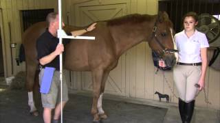 Measuring Your Horse or Pony [upl. by Amalia]