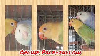 Opline Palefallow Breeder Pair hobby passion business petsbysbz [upl. by Victoria]