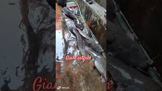 Giant catfish Release the delivery room music birdsmusic [upl. by Anaib753]